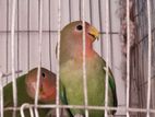 Love Birds For Sale