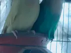 Love bird