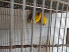 Love Bird for Sell
