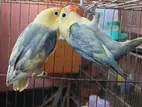 love bird