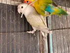 Love bird