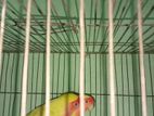 Love Bird