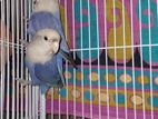 Love Bird