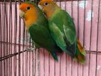 love bird