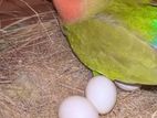 Love Bird