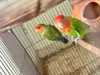 Love Bird