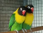 Love Bird