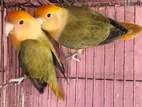 love bird