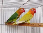 Love Bird