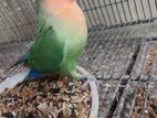 Love Bird
