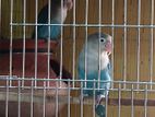 Love bird for sell