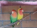 Love Bird