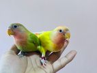 Love bird