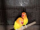 Love Bird