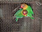 Love Bird