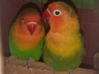 love bird