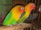 Love Bird