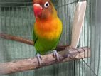 Love Bird