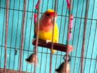 Love Bird