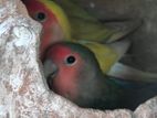 love bird