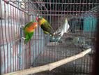 Love bird for sale