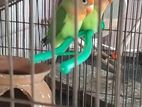 Love Bird