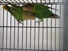 Love Bird