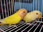 Love Bird