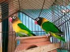 LOVE BIRD