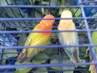 Love bird.