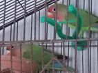 Love Bird