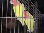 Love Bird