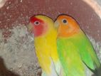 love bird For Sell