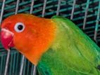 Love Bird