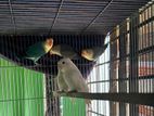 Love Bird