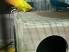 love bird for sell