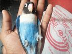 Love Bird