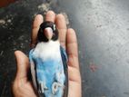 Love bird for sell