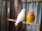 Love bird