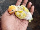 love bird