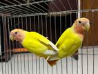 Love Bird