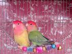 Love bird