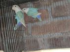 Love Bird