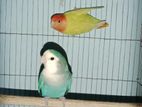 Love Bird