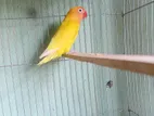 Love Birds For Sell