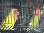 Love Bird