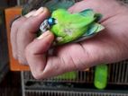 Love Bird