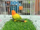 Love Bird