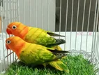 Love Bird