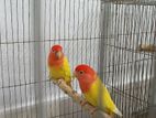 LOVE BIRD